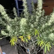 26 Purple Ghost Candy