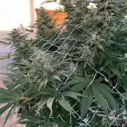 26 Amnesia Haze Fast