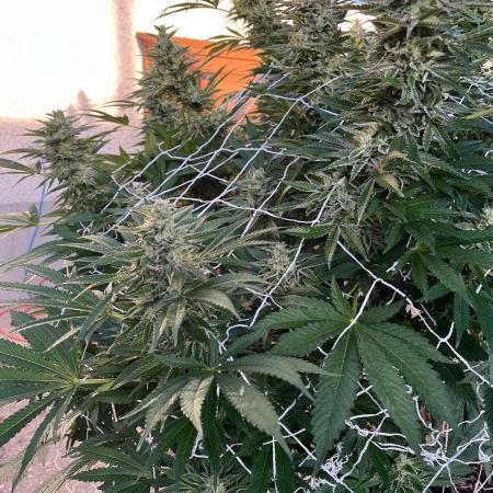 26 Amnesia Haze Fast
