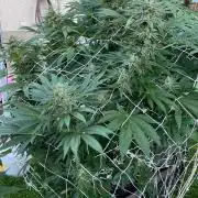 26 Amnesia Haze Fast