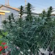 26 Purple Ghost Candy