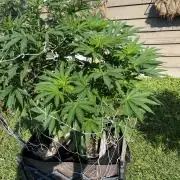 26 Amnesia Haze Fast