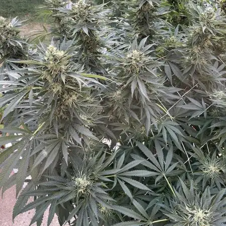 25 Lemon Cream Kush