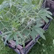 26 Gorilla Cookies Fast