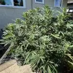 25 Tropicana Cookies Fast