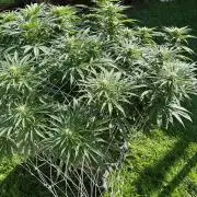 26 Gorilla Cookies Fast