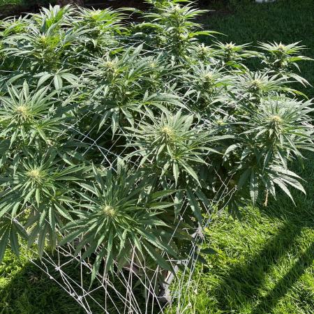 26 Gorilla Cookies Fast