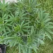 26 Gorilla Cookies Fast