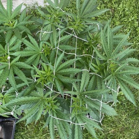 26 Gorilla Cookies Fast