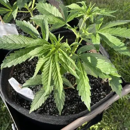 26 Gorilla Cookies Fast