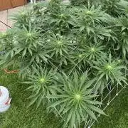 26 Gorilla Cookies Fast