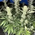 25 Tropicana Cookies Fast