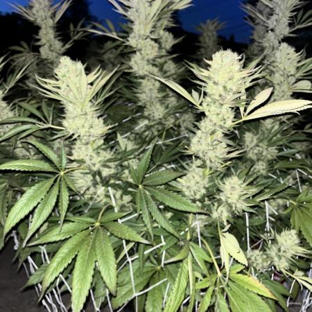 25 Tropicana Cookies Fast