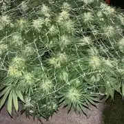 26 Gorilla Cookies Fast