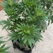 26 Amnesia Haze Fast