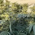 25 Lemon Cream Kush