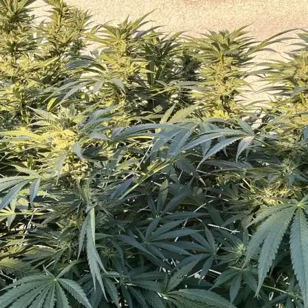 25 Lemon Cream Kush
