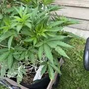 26 Amnesia Haze Fast