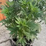 26 Amnesia Haze Fast