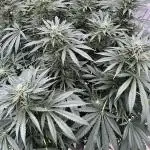 25 Lemon Cream Kush