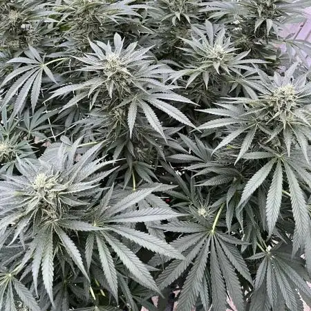 25 Lemon Cream Kush