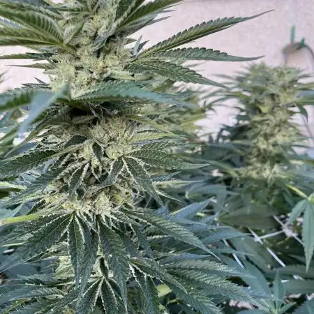 25 Lemon Cream Kush