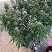 26 Gorilla Cookies Fast