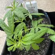 26 Purple Ghost Candy