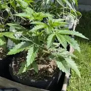 26 Amnesia Haze Fast