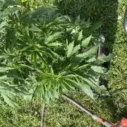26 Amnesia Haze Fast