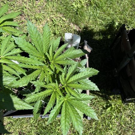 26 Amnesia Haze Fast