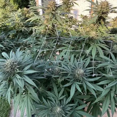 25 Sunday Punch EV