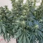 25 Lemon Cream Kush