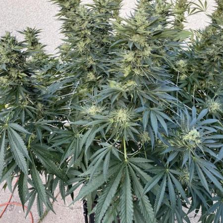 25 Lemon Cream Kush