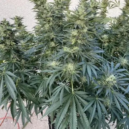25 Lemon Cream Kush