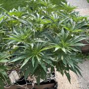 26 Gorilla Cookies Fast