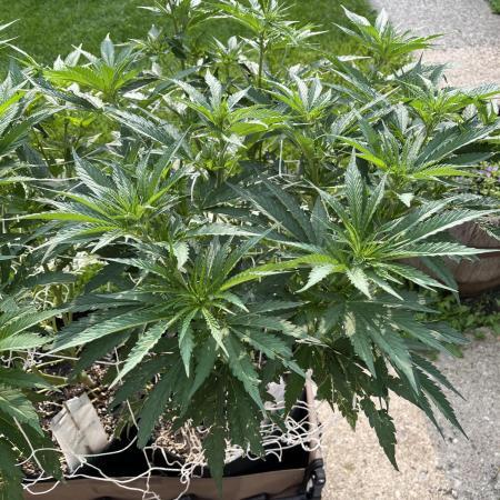 26 Gorilla Cookies Fast