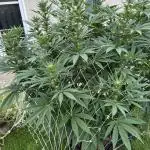 25 Tropicana Cookies Fast