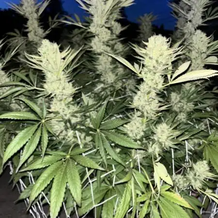 25 Tropicana Cookies Fast