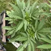 26 Amnesia Haze Fast