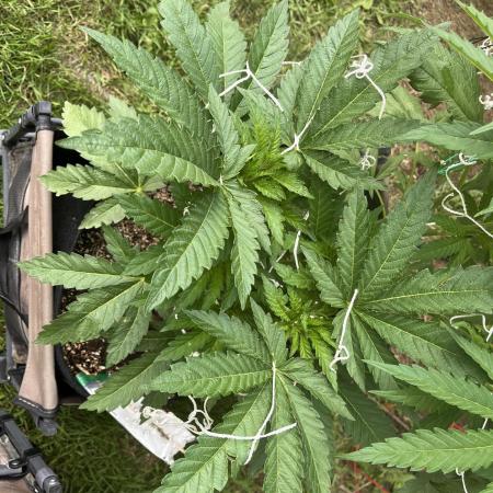 26 Amnesia Haze Fast