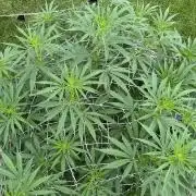 26 Purple Ghost Candy