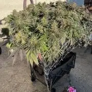 26 Gorilla Cookies Fast