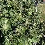 25 Tropicana Cookies Fast
