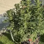 25 Tropicana Cookies Fast