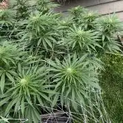 26 Gorilla Cookies Fast