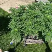 26 Gorilla Cookies Fast