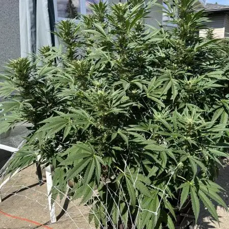 25 Tropicana Cookies Fast