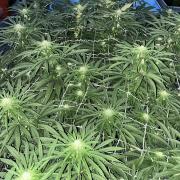26 Gorilla Cookies Fast