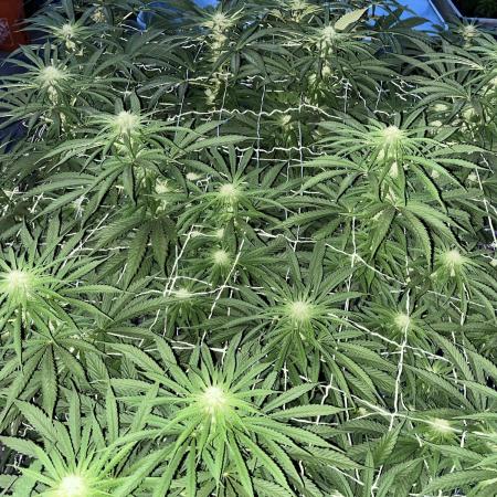 26 Gorilla Cookies Fast